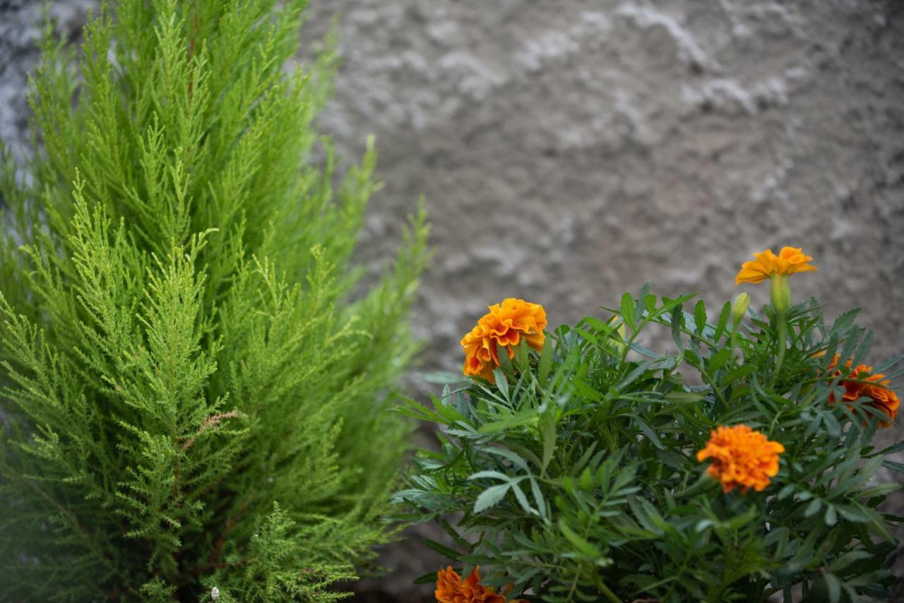 Apartment Olive House Ioannina